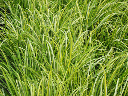 Golden Variegated Sweet Flag