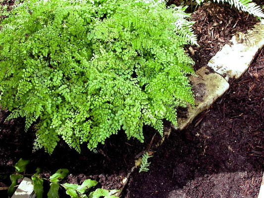 Himalayan Maidenhair Fern