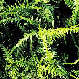 Dragon Tail Fern Asplenium ebenoides