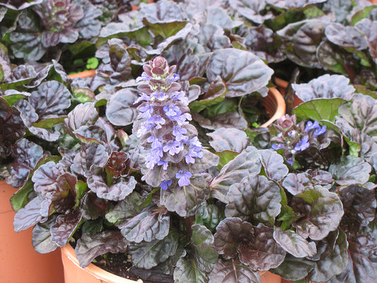 Black Scallop Bugleweed