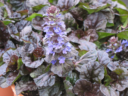 Black Scallop Bugleweed