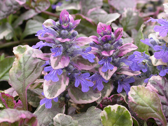 Ajuga 'Burgundy Glow' Bugleweed