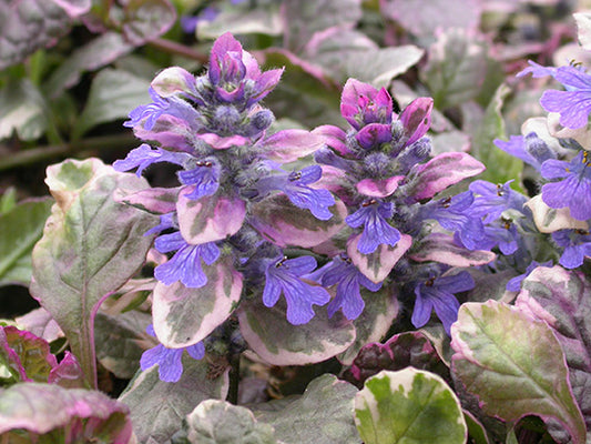 Ajuga 'Burgundy Glow' Bugleweed