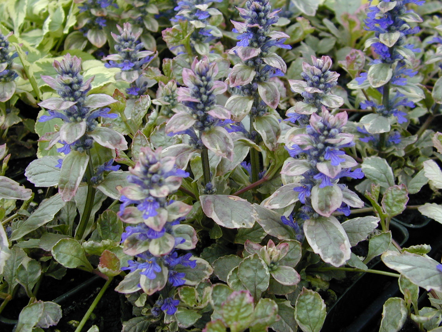 Ajuga 'Burgundy Glow' Bugleweed