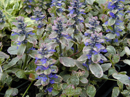 Ajuga 'Burgundy Glow' Bugleweed