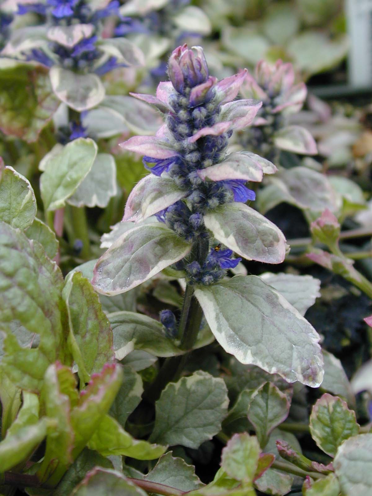 Ajuga 'Burgundy Glow' Bugleweed
