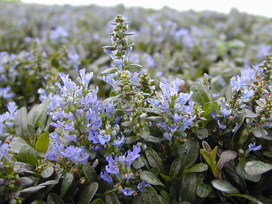 Ajuga 'Chocolate Chip' Bugleweed 4 Pack