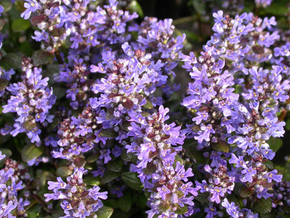 Ajuga 'Chocolate Chip' Bugleweed 4 Pack