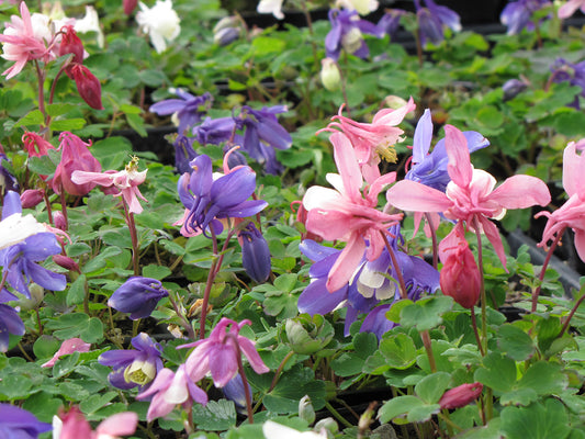 'Cameo Mix' Dwarf Columbine