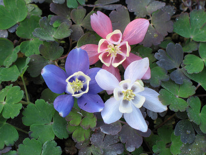 'Cameo Mix' Dwarf Columbine