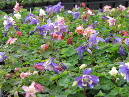 'Cameo Mix' Dwarf Columbine