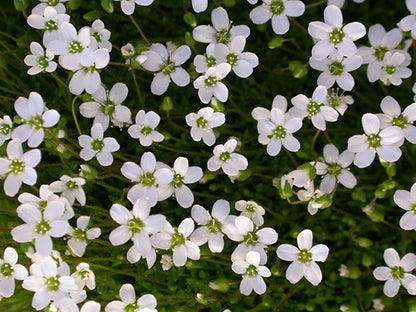 Arenaria Corsican Sandwort