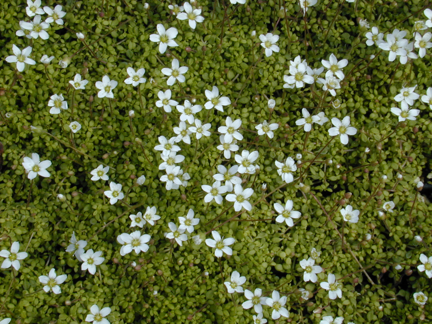 Arenaria Corsican Sandwort