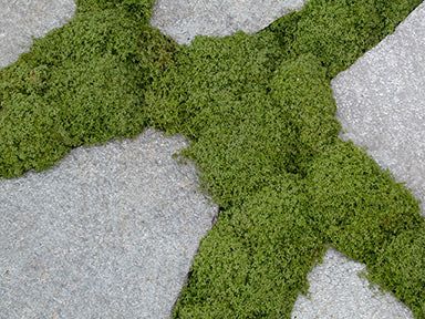 Arenaria Corsican Sandwort