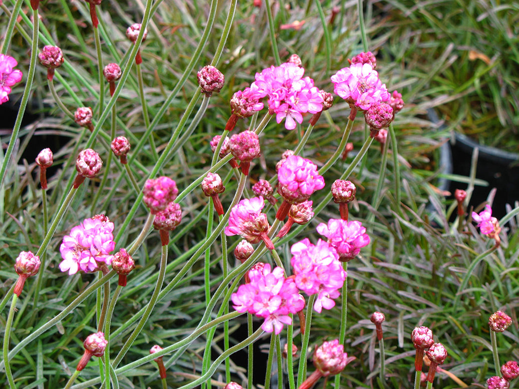 Sea Thrift