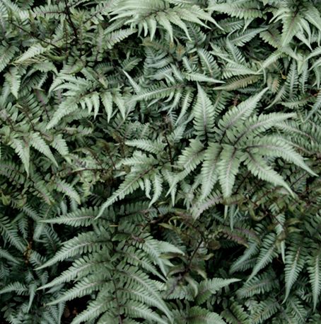 Ghost Fern Athyrium