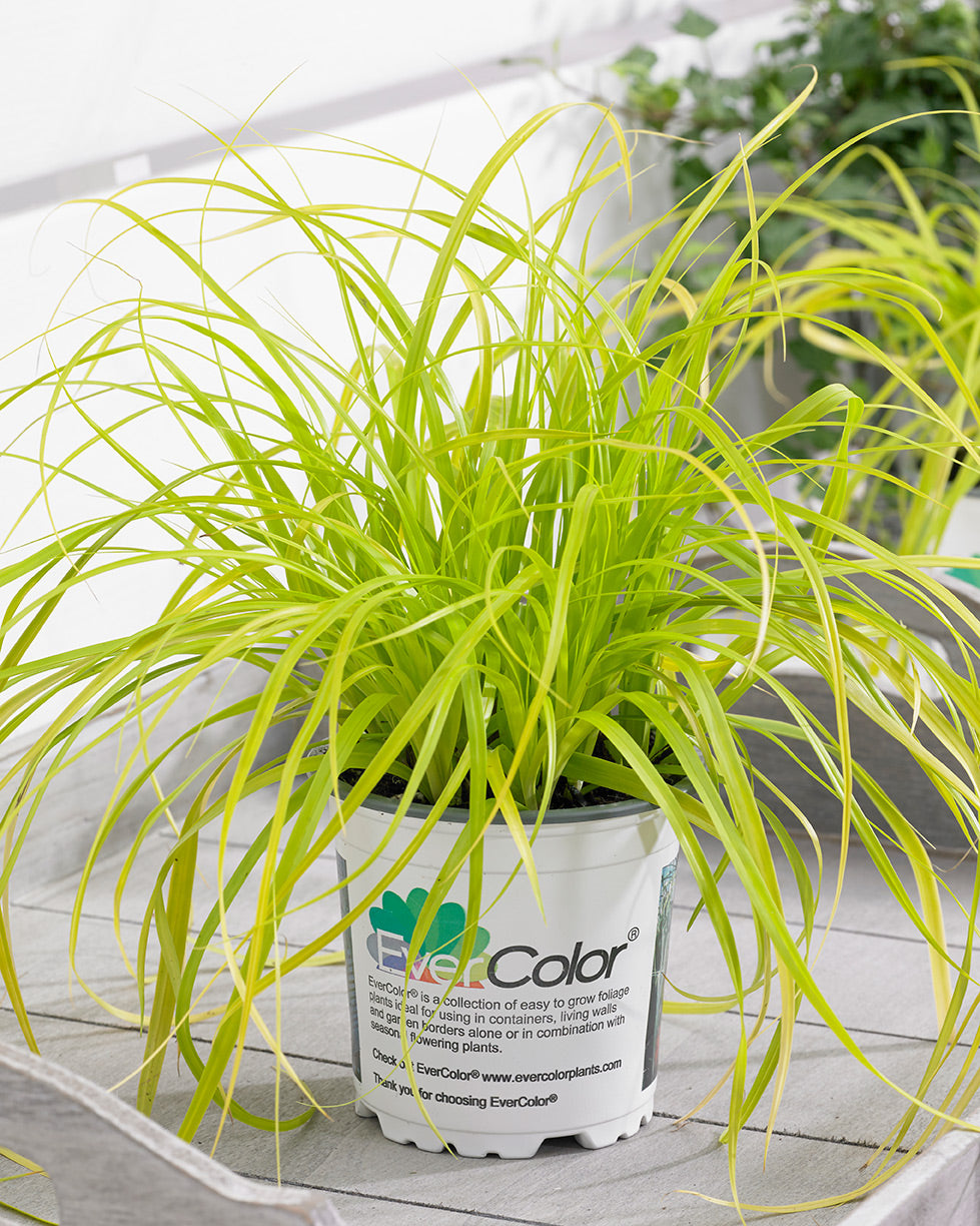 Carex EverColor Everillo Sedge