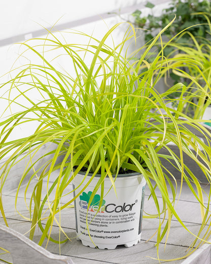 Carex EverColor Everillo Sedge