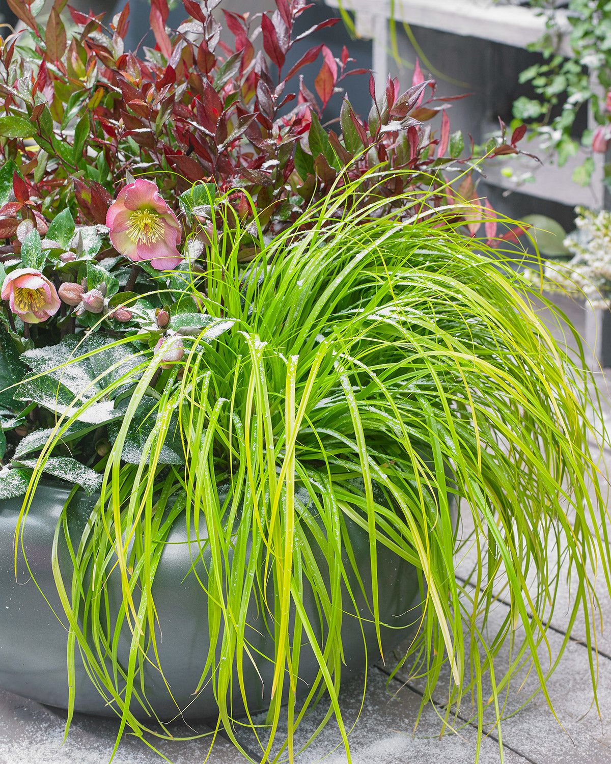 Carex EverColor Everillo Sedge