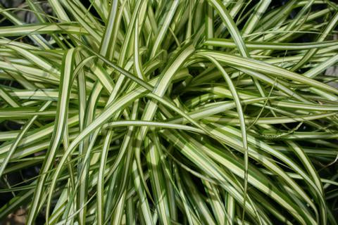 Variegated Japanese Sedge