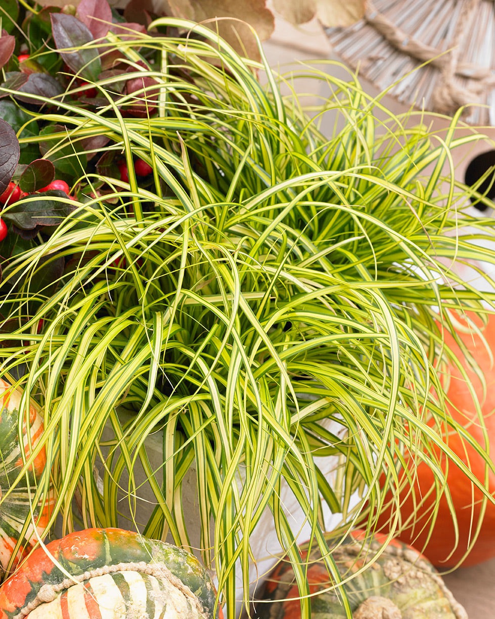 EverColor Eversheen Sedge