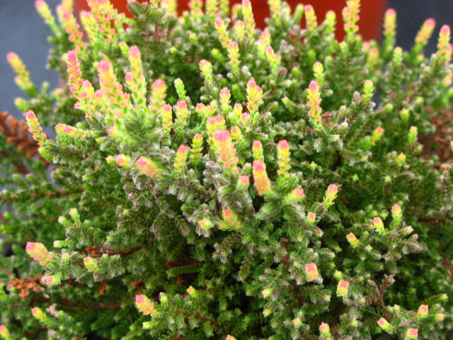 Calluna Kerstin Heather