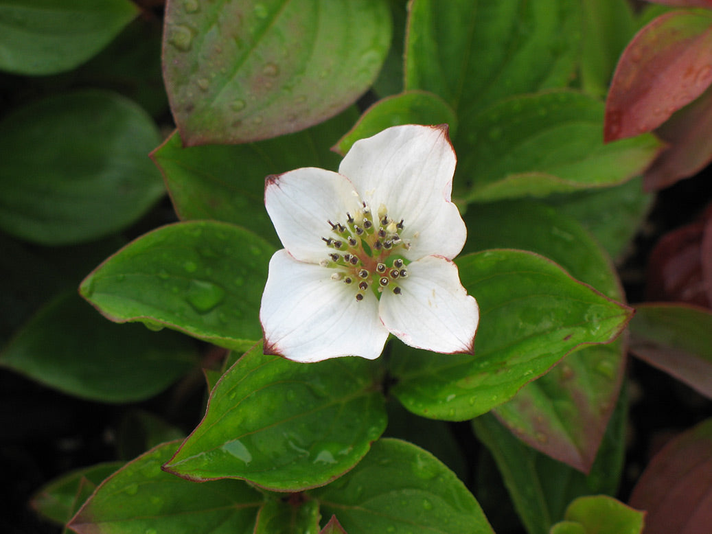 Cornus Canadensis Bunchberry