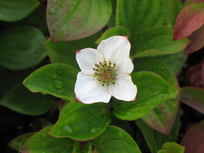 Cornus Canadensis Bunchberry