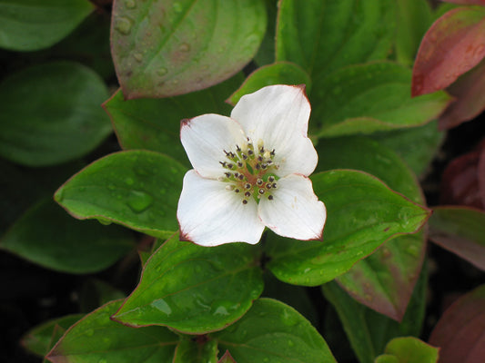 Cornus Canadensis Bunchberry