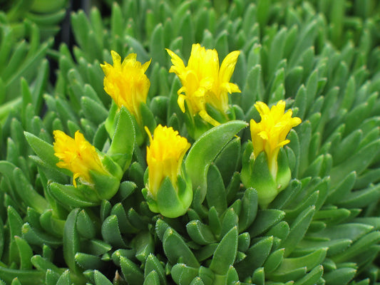 Hardy Ice Plant