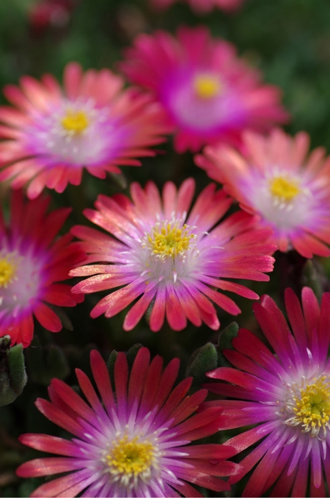 'Jewel of the Desert Garnet' Ice Plant