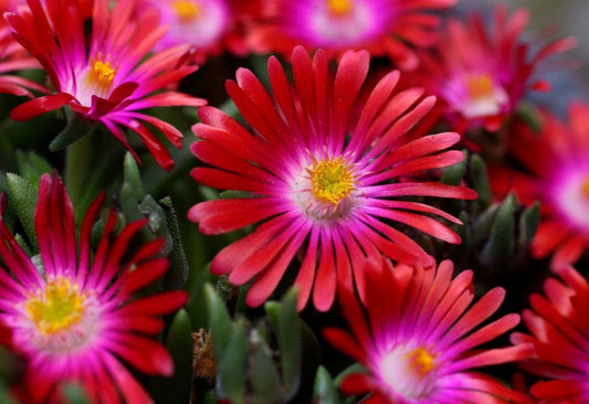 Delosperma 'Jewel of the Desert Ruby' Ice Plant 4 Pack