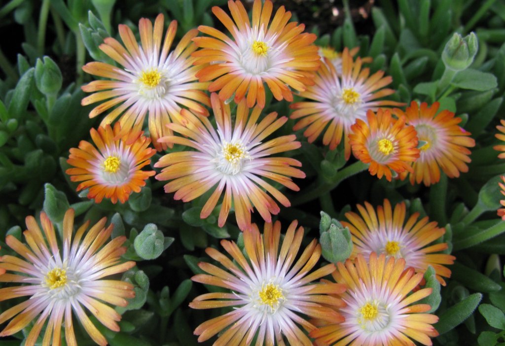 Jewel of the Desert Topaz Ice Plant