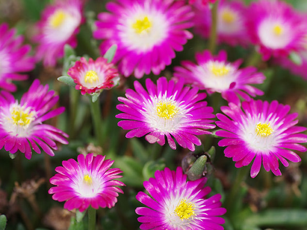 Jewel of Desert Amethyst Ice Plant