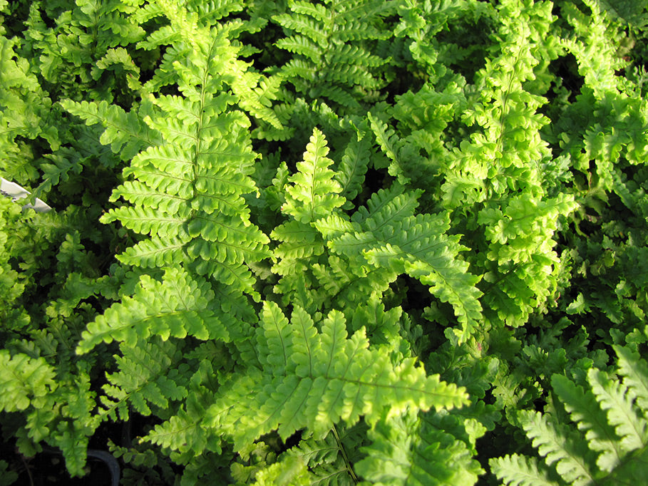 Dwarf Crisped Golden-scaled Male Fern Dryopteris affinis crispa 'Congesta'