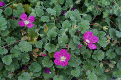 Erodium Bishop's Form