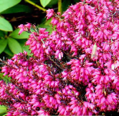 Erica carnea 'Tanja' Heather