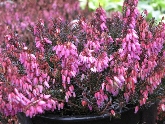 Erica carnea 'Wintersonne'  Heather