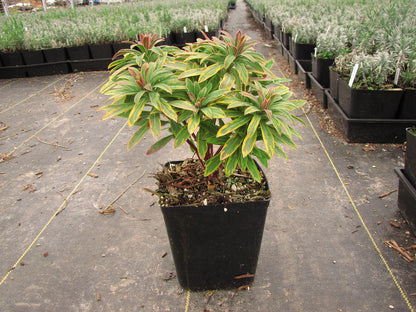 Ascot Rainbow Spurge