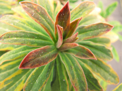Ascot Rainbow Spurge