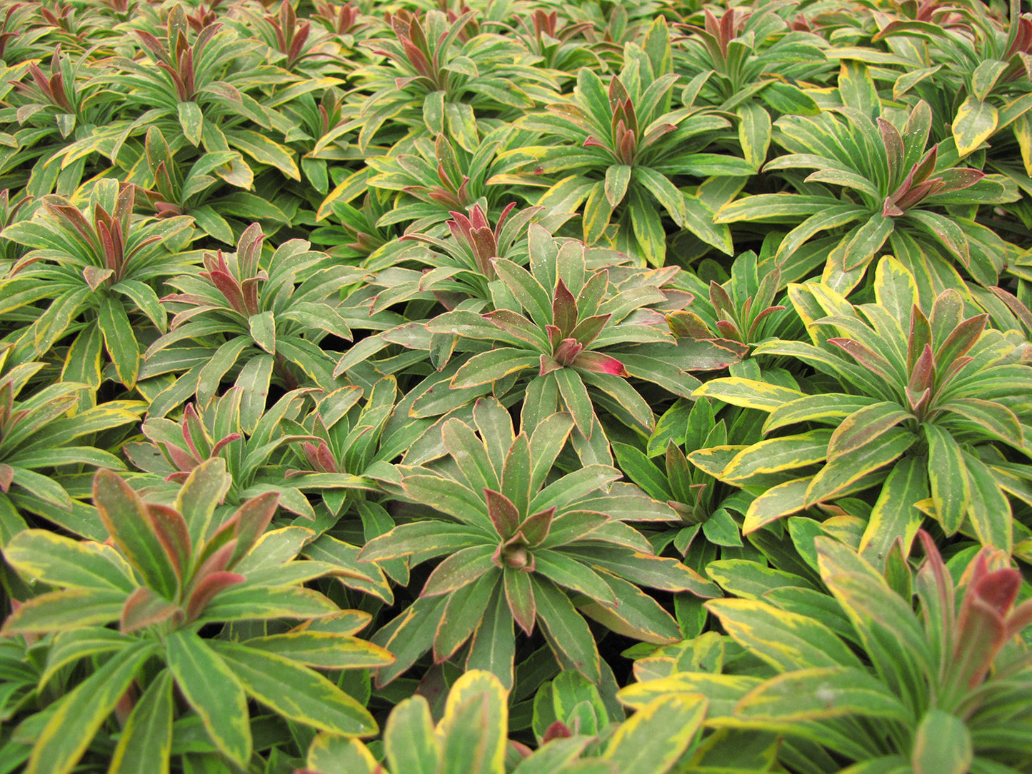 Ascot Rainbow Spurge