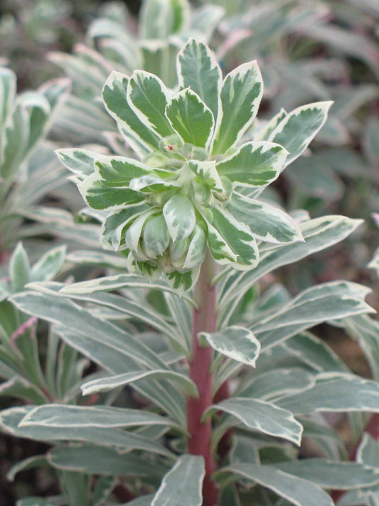 Euphorbia ‘Glacier Blue’ Spurge