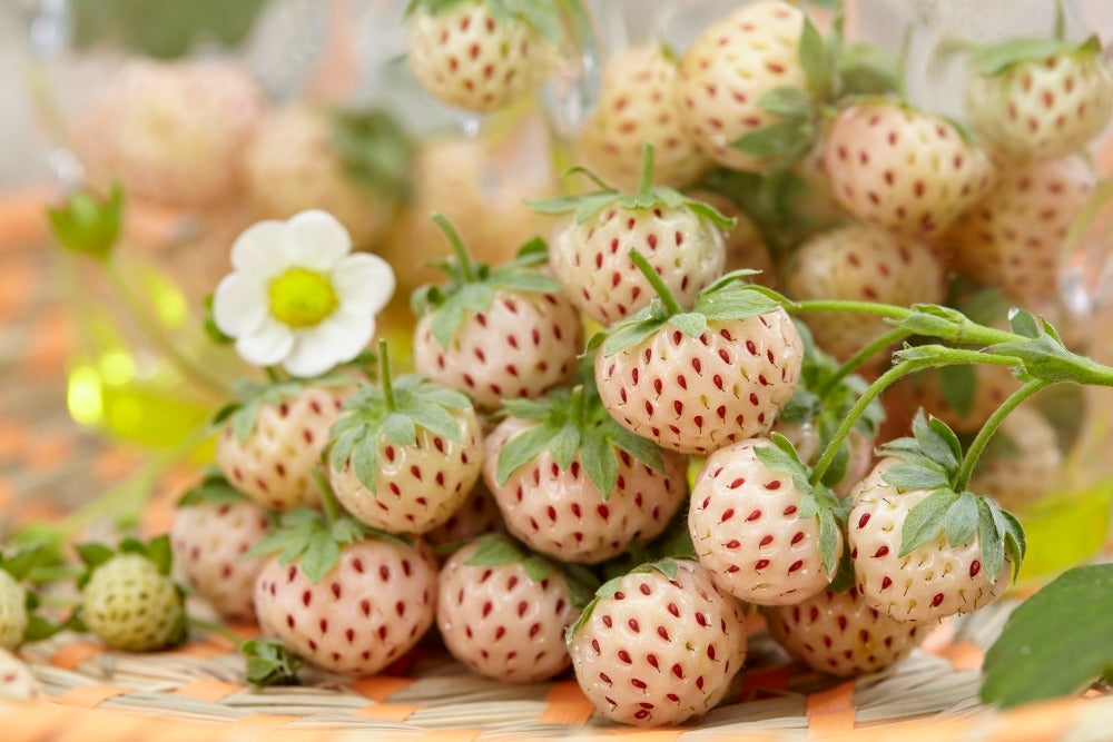 White Strawberry