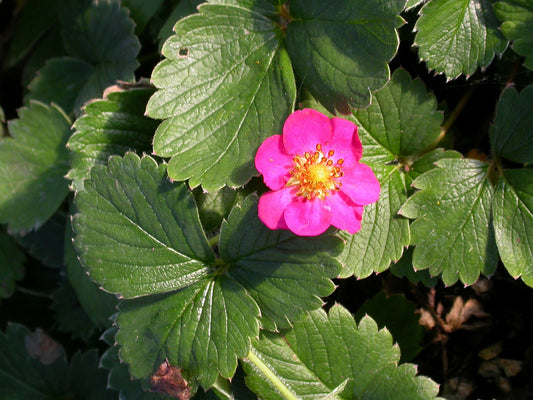 Fragaria 'Lila Diamond' Strawberry