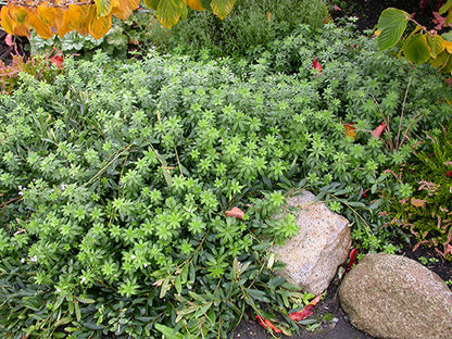 Galium odoratum  Sweet Woodruff