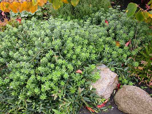 Galium odoratum  Sweet Woodruff