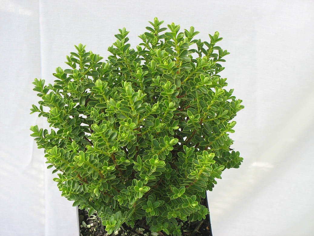 Hebe Buxifolia