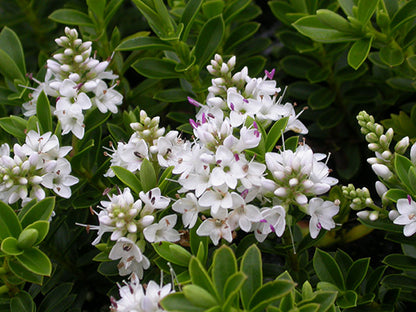 Hebe Buxifolia