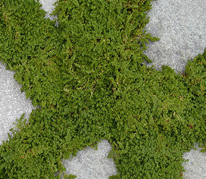 Herniaria Rupturewort