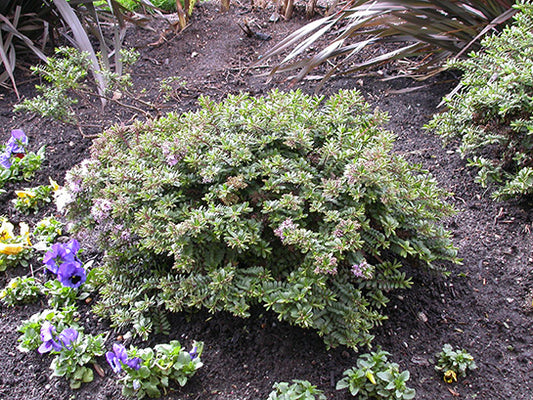 'Patty's Purple' Hebe